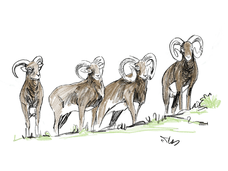 randonnee accompagnee mouflon de corse altipiani